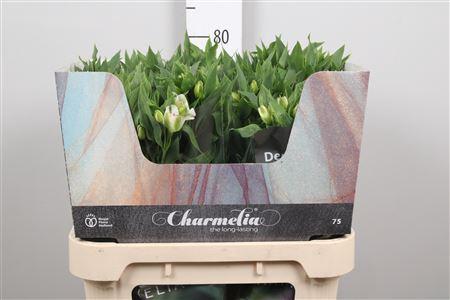 Alstroemeria Charmelia White