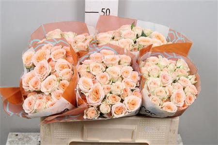 Rosa tros Rosanella