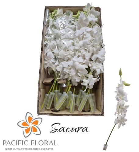Dendrobium 'Sakura'
