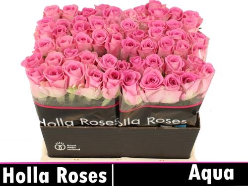 Rosa grootbloemig Aqua!