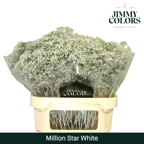 Gypsophila overig kleurbehandeld H%