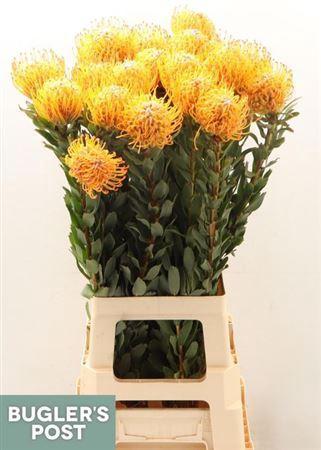 Leucospermum Ayoba Sun