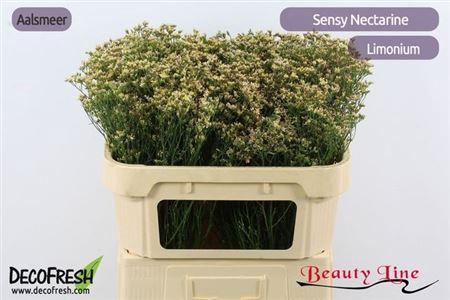 Limonium sinense Sensy Nectarine