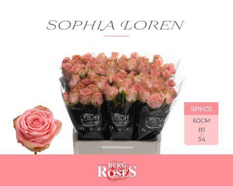 Rosa grootbloemig Sophia Loren