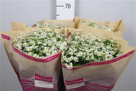 Tanacetum parthenium 'Single Vegmo'