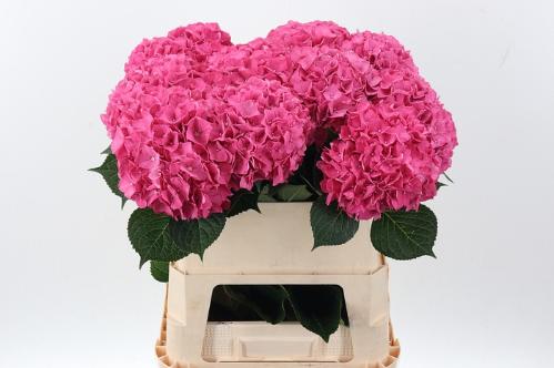 Hydrangea macrophylla 'Rodeo' (rood)