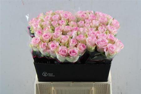 Rosa grootbloemig De Ruiter's Lovely Jewel