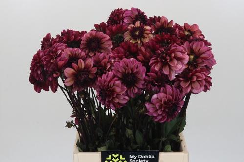 Dahlia (Decorative Grp) 'Senior's Hope'