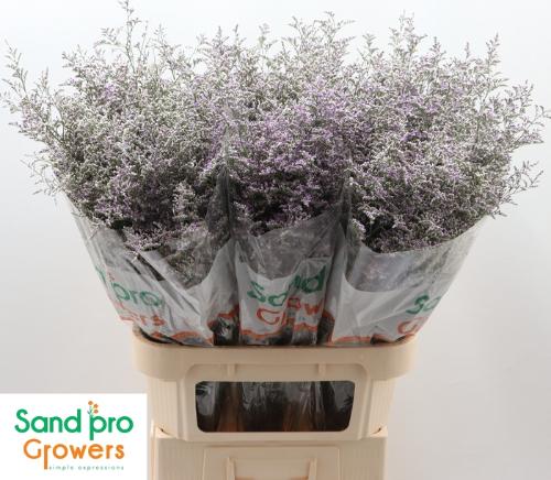 Limonium 'Misty Blue'