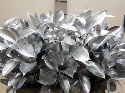 Ruscus kleurbehandeld H%