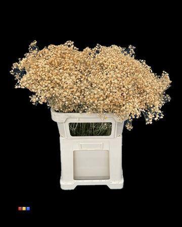 Gypsophila overig kleurbehandeld H%