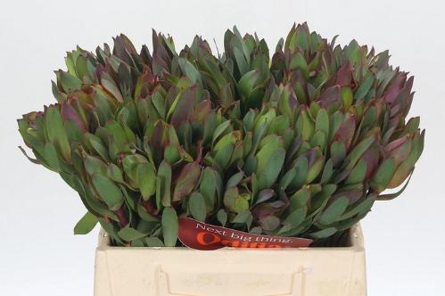 Leucadendron 'Senorita'
