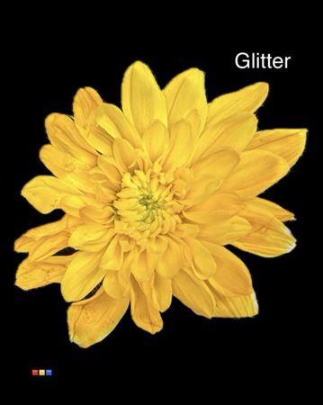 Chrysanthemum Indicum Grp tros kas kleurbehandeld H%