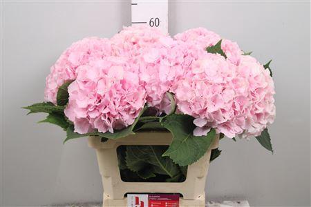 Hydrangea macrophylla 'Verena'