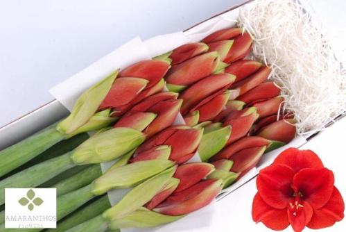 Hippeastrum Galaxy Grp 'Ferrari'