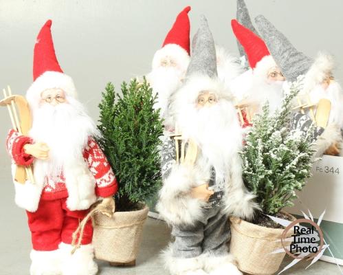 Chamaecyparis lawsoniana 'Ellwoodii'