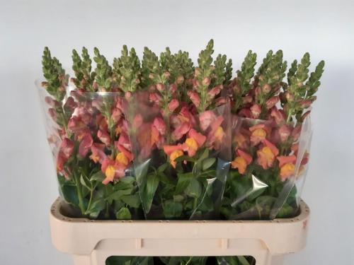 Antirrhinum majus 'Animation Orange'