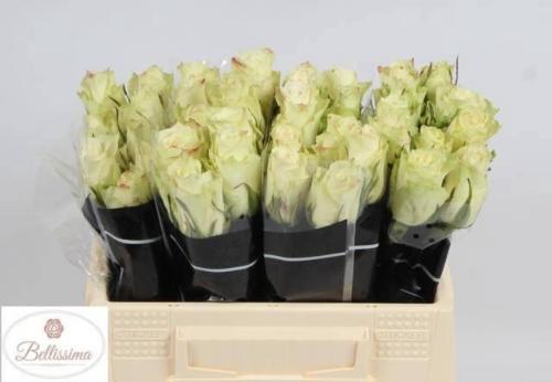 Rosa grootbloemig Athena