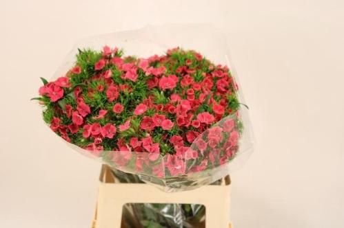 Dianthus barbatus 'Sweet Will Coral'