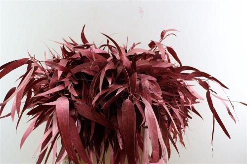 Eucalyptus cinerea kleurbehandeld per bos H%