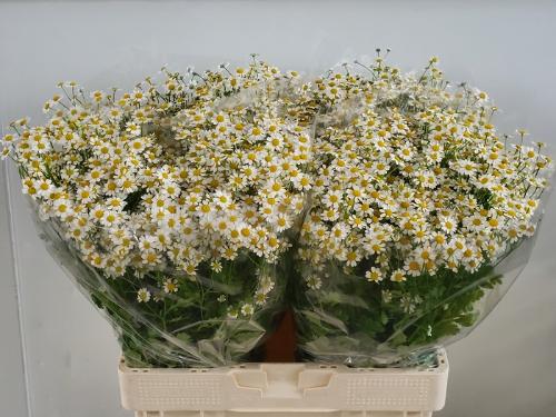 Tanacetum parthenium Cameron