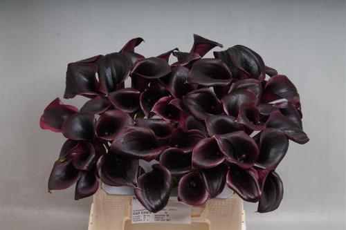 Zantedeschia 'Call Ceara'