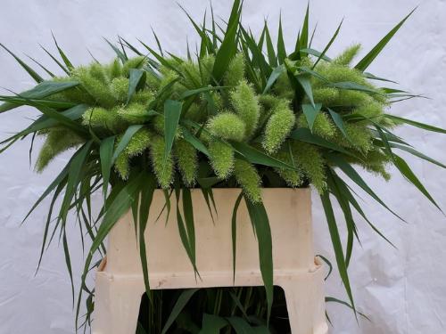 Setaria italica 'Volle Melk'