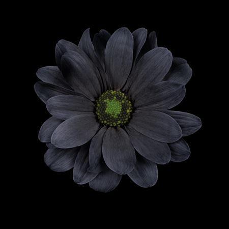 Chrysanthemum Indicum Grp tros kas kleurbehandeld H%