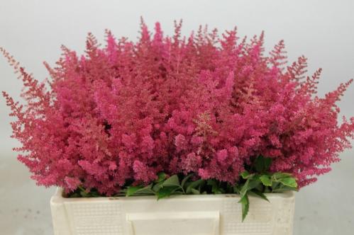 Astilbe Arendsii Grp 'Else Schluck'