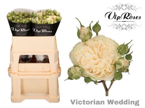 Rosa tros Victorian Wedding+