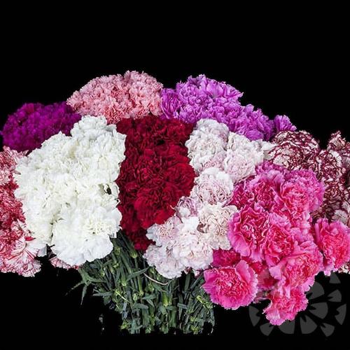Dianthus standaard overig