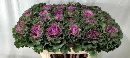 Brassica oleracea 'Bogdana'
