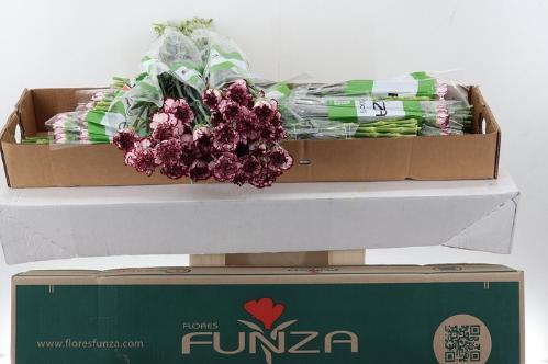 Dianthus standaard overig