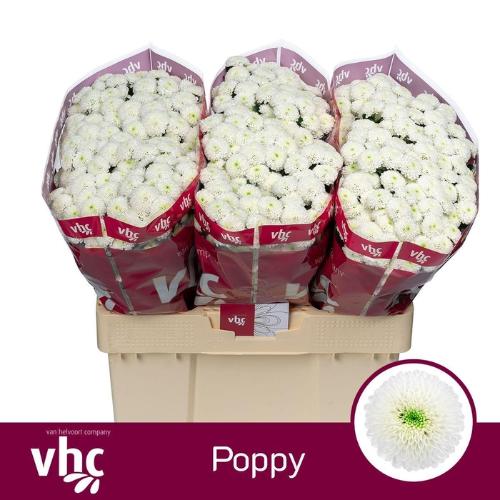 Chrysanthemum (Indicum Grp) tros santini AAA Poppy