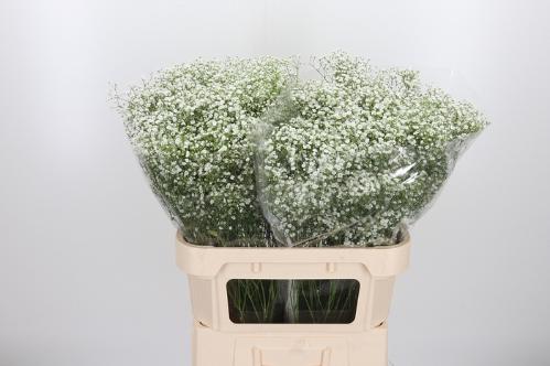 Gypsophila paniculata Zinzi Discovery