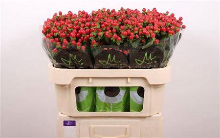 Hypericum androsaemum Tomato Flair