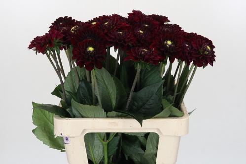 Dahlia 'Black Fox'