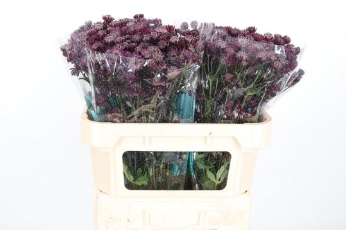 Astrantia major 'Star Of Love'