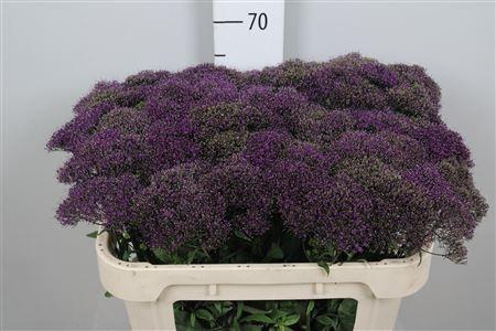 Trachelium caeruleum Purple Lake Michigan
