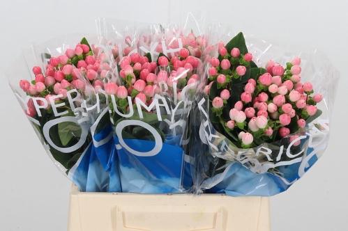 Hypericum Coco Casino