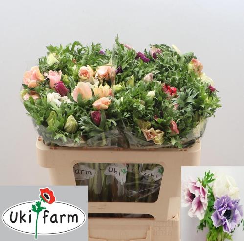 Anemone coronaria 'Galil Pastel'