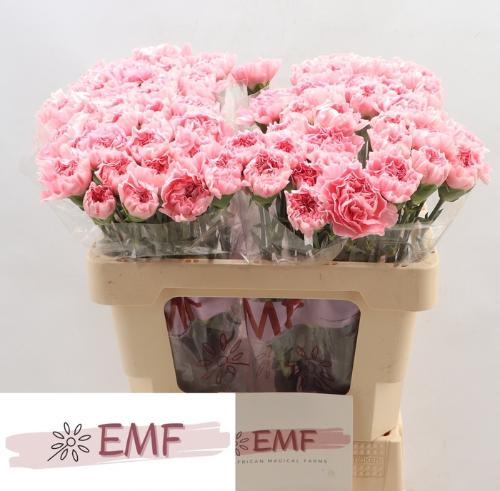 Dianthus standaard Julia