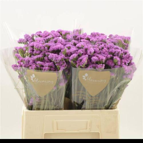 Limonium sinuatum Heart Wings