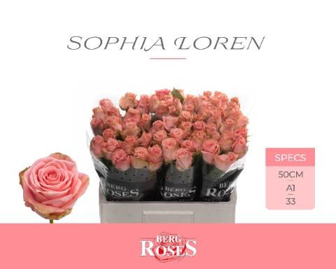 Rosa grootbloemig Sophia Loren