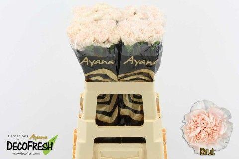 Dianthus standaard Brut