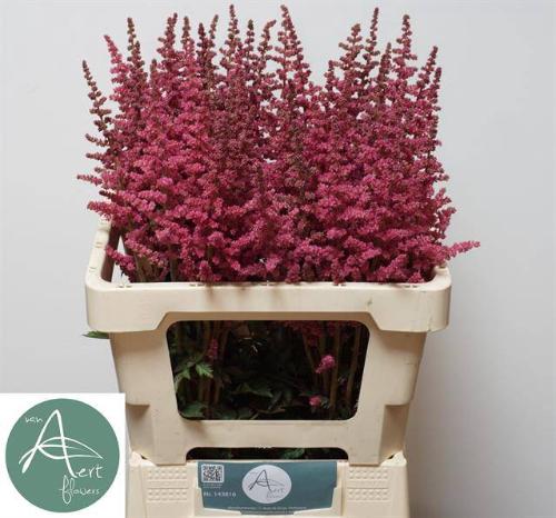 Astilbe (Arendsii Grp) 'Hard Rock'