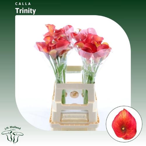 Zantedeschia 'Captain Trinity'