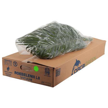 Phoenix roebelenii (blad)