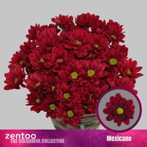 Chrysanthemum (Indicum Grp) tros Mexicano