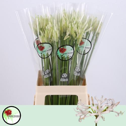 Nerine Bowdenii Grp 'White Charm'